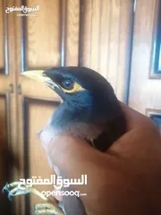  1 بيض بلدي. مطاير طيور مينا اربد (كل اشي مكتوب بالإعلان)