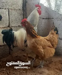  1 اقراء الوصف