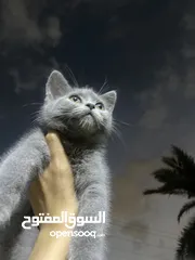  2 قــطــه سـكـوتـش سـتـريـت اقـرا الـوصـف