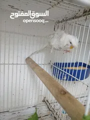  4 جوز هوقو رومو تكساس