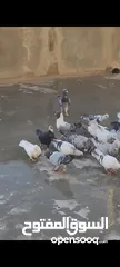  1 حمام للبيع المستعجل لعدم التفرغ