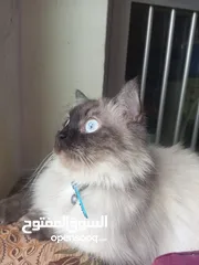  2 قطة هملايا شوكليت