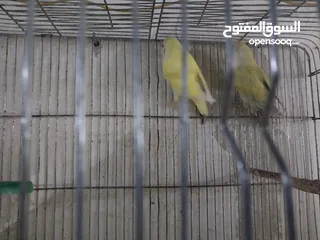  2 جوز روز شغال للبيع   اااااااااااااااااااااااااااااااااااااااااااااااااااااااااااااااااا