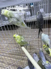  6 طيور حب للبيع