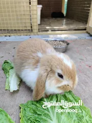  5 Adorable 5-Week-Old Holland Lops!