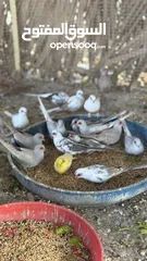  17 Dove bird pigeon دوف مكس للمهتمين للتربية منتج