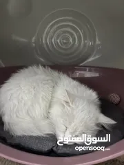  3 للتبني قطة   For adoption female cat