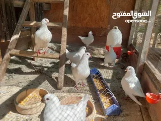  8 حمام كنج نخب اول