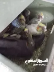  1 فراخ كوكتيل زق يدوي للبيع