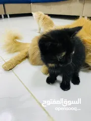  1 قطط شيرازيه ام مع ولادها للبيع