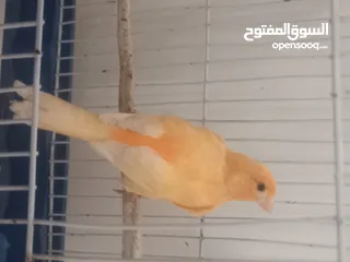  1 جوز كنار شغلات للبدل على ياكريم او روز