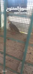 4 حجل للبيع ذكور عدد2 واحد ابيض  واجد بلدي