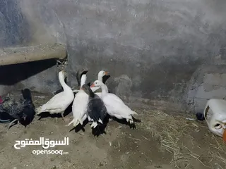  4 وز ابيض شغال للبيع