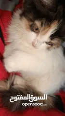  2 شيرازي للبيع انثى عمرها شهر