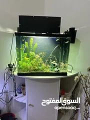  1 Big Aquarium for sell