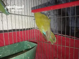  4 3 حبات روز   عمر 3 اشهور صحه ونضافه