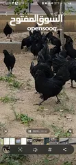  4 Gulf Cemani Chicken Farm