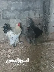  1 دجاج للبيع