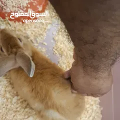  3 rabbit cute with cage for sale