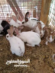  1 ارانب هجين اول للبيع