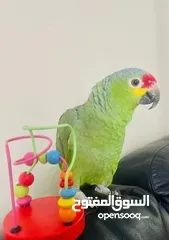  1 parrot for sale