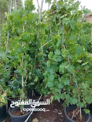  25 جميع أنواع أشجار الفواكة والحمضيات ( بلدي - مستورد )
