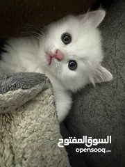  3 قط ابيض شيرازي
