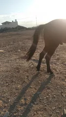  4 مهر عمره 18 شهر نشمي وعصبي ما شاء الله عليه فيه طاقة وحضور لونه مميز وبلفت النظر من أول نظرة