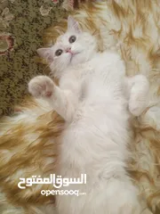  3 قط شيرازي مميز للبيع