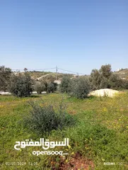  8 750م مشجرة زيتون العال والروضة حوض ابو الغزلان بسعر مغري