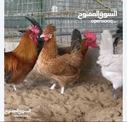  1 ابحث عن دجاج حبحب عماني