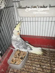  1 مخاليف كوكتيل عمر شهرين صحه ونظافة شغل تدريب