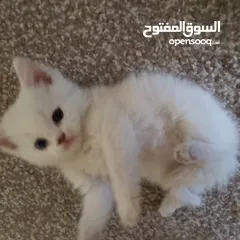  5 قطط سكوتش و شيرازي سكوتش فولد لعب