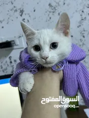  2 قطه مكس أنثى عمرها 3 اشهر ونص  للتبني
