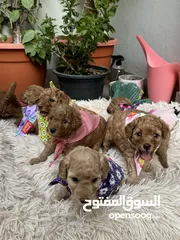  20 Toy poodle