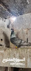  4 فحل قرقاطي لابيع