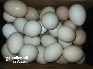  2 بيض دجاج عرب ملقح