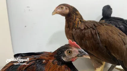  2 Pakistani Aseel rooster and hen for sale
