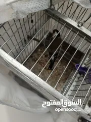  3 حيوانات حسون