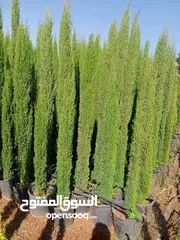  16 مؤسسة ومشاتل رويد لتنسيق الحدائق