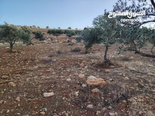  12 مزرعة لقطة مميزة مشجرة جرش دحل مساحة 3دونمات ونصف