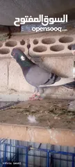  1 فحل ابلق شغال نخب اول