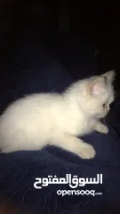  2 قطط شانشيلا للبيع بسعر مناسب قابل للتفاوض