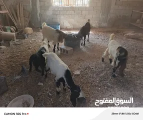 8 عنزتين للبيع او بدل على خرفان