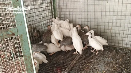  2 فراخ فرعوني ابيض وازرق صحه ونضاله تبارك الرحمن
