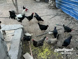  3 دجاج عرب للبيع