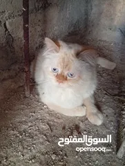 1 قطاط شرزي متوفر لدنا