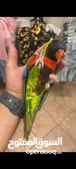  1 ببغاء الوري محجله الطائره حلوه
