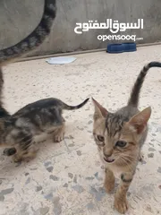  3 قطط صغيرة عربي للتبني777