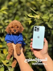  9 Toy poodle